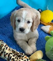 Orange Collar, a female Golden Cocker Retriever for sale in Altamont, IL – 6 of 10