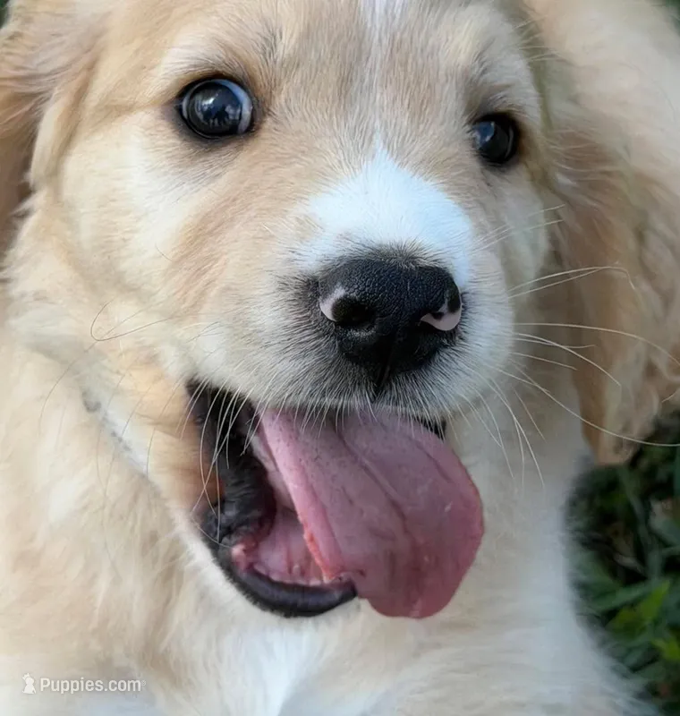 Gray Collar  – Golden Cocker Retriever puppy for sale in Altamont, IL
