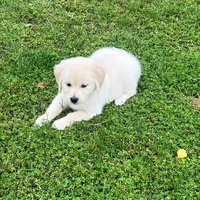 Tessa x Bear Yellow Collar, a female Golden Retriever for sale in Altamont, IL – 4 of 10