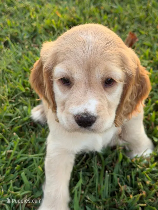 Yellow Collar – Golden Cocker Retriever puppy for sale in Altamont, IL