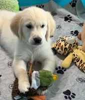 Tessa x Bear Pink Collar, a female English Cream Golden Retriever for sale in Altamont, IL – 2 of 10