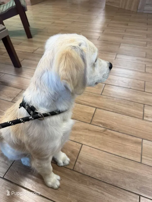 Tessa x Bear Pink Collar – Golden Retriever puppy for sale in Altamont, IL