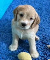 Yellow Collar, a female Golden Cocker Retriever for sale in Altamont, IL – 4 of 10