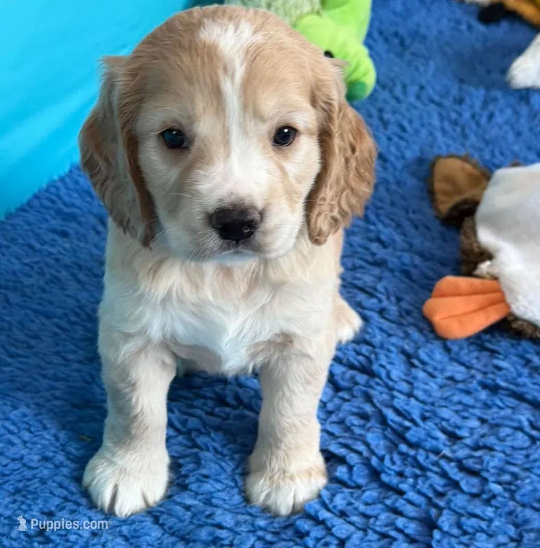 Blue Collar  – Golden Cocker Retriever puppy for sale in Altamont, IL