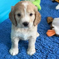 Blue Collar , a male Golden Cocker Retriever for sale in Altamont, IL – 1 of 10