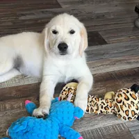 Tessa x Bear Pink Collar, a female Golden Retriever for sale in Altamont, IL – 4 of 10