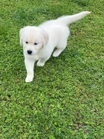 Tessa x Bear Orange Collar, a female Golden Retriever for sale in Altamont, IL – 10 of 10