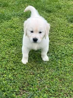 Tessa x Bear Orange Collar, a female Golden Retriever for sale in Altamont, IL – 5 of 10