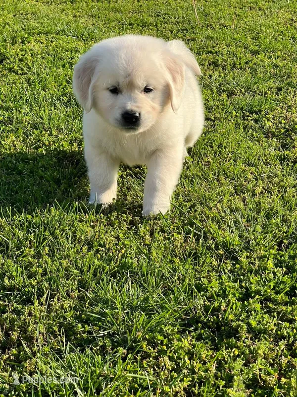 Orange Collar- Tessa X Ruger  – Golden Retriever puppy for sale in Altamont, IL