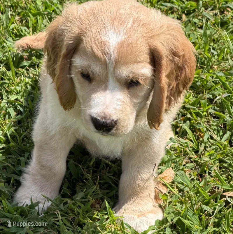 Blue Collar  – Golden Cocker Retriever puppy for sale in Altamont, IL