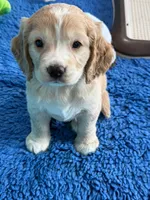 Blue Collar , a male Golden Cocker Retriever for sale in Altamont, IL – 8 of 10