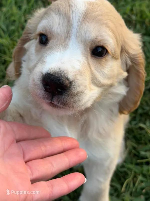 Blue Collar  – Golden Cocker Retriever puppy for sale in Altamont, IL