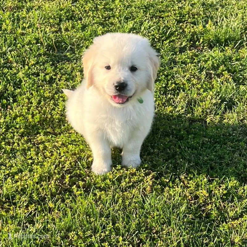 Tessa x Bear Green Collar – Golden Retriever puppy for sale in Altamont, IL