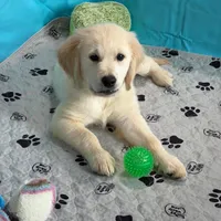 Tessa x Bear Yellow Collar, a female Golden Retriever for sale in Altamont, IL – 5 of 10