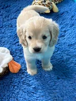 Green Collar , a male Golden Cocker Retriever for sale in Altamont, IL – 2 of 10
