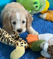 Orange Collar, a female Golden Cocker Retriever for sale in Altamont, IL – 7 of 10
