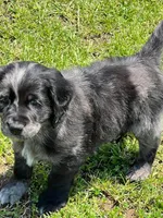 Blue Merle , a male Golden Cocker Retriever for sale in Altamont, IL – 8 of 10