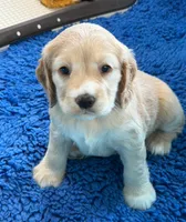 Yellow Collar, a female Golden Cocker Retriever for sale in Altamont, IL – 9 of 10