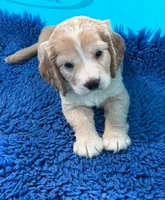 Blue Collar , a male Golden Cocker Retriever for sale in Altamont, IL – 4 of 10