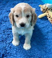 Blue Collar , a male Golden Cocker Retriever for sale in Altamont, IL – 10 of 10