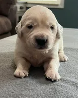 Tessa x Bear Gray Collar, a male Golden Retriever for sale in Altamont, IL – Photo 3 of 6