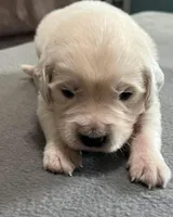 Tessa x Bear Gray Collar, a male Golden Retriever for sale in Altamont, IL – Photo 6 of 6