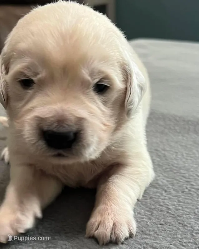 Tessa x Bear Gray Collar – Golden Retriever puppy for sale in Altamont, IL