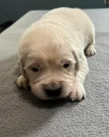 Tessa x Bear Gray Collar, a male Golden Retriever for sale in Altamont, IL – Photo 4 of 6