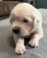 Tessa x Bear Gray Collar, a male Golden Retriever for sale in Altamont, IL – Photo 2 of 6