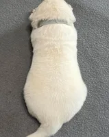 Tessa x Bear Gray Collar, a male Golden Retriever for sale in Altamont, IL – Photo 5 of 6