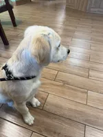 Tessa x Bear Pink Collar, a female Golden Retriever for sale in Altamont, IL – 4 of 10
