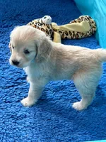 Green Collar , a male Golden Cocker Retriever for sale in Altamont, IL – 10 of 10
