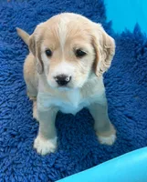 Gray Collar , a male Golden Cocker Retriever for sale in Altamont, IL – 9 of 10