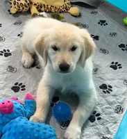 Pink Collar , a female Golden Retriever for sale in Altamont, IL – 4 of 10