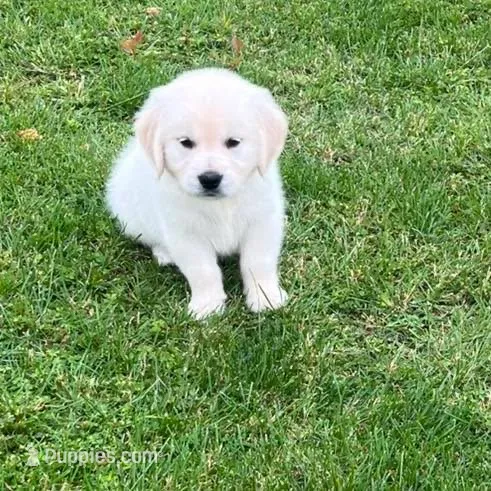 Tessa x Bear Purple Collar – Golden Retriever puppy for sale in Altamont, IL