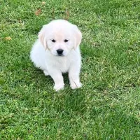 Tessa x Bear Purple Collar, a female Golden Retriever for sale in Altamont, IL – 1 of 10