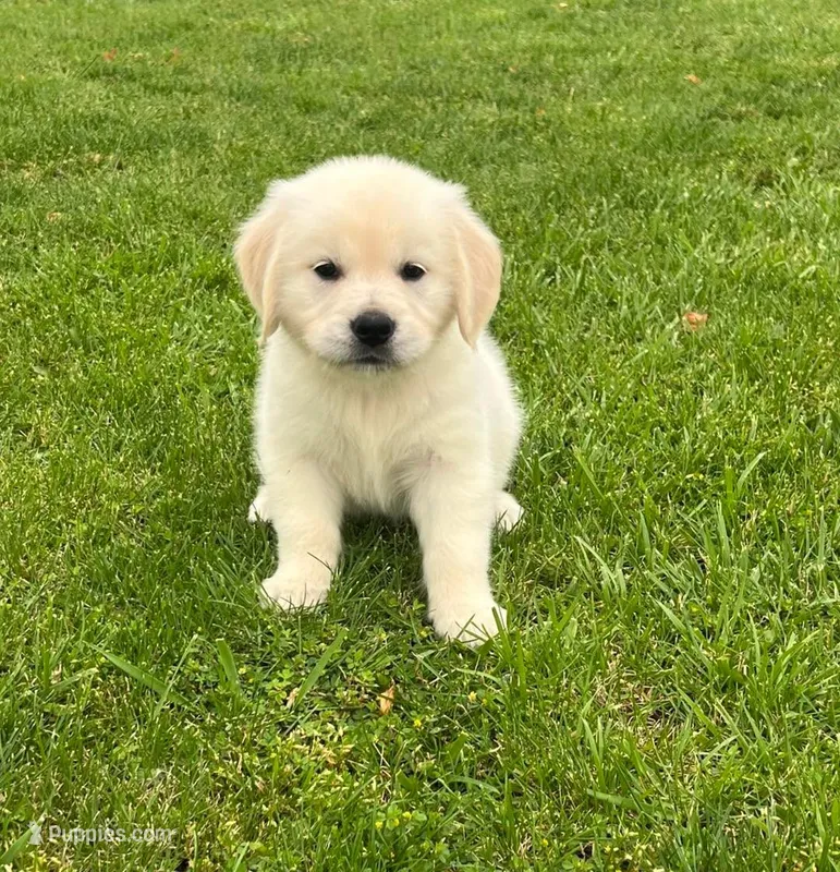 Tessa x Bear Purple Collar – Golden Retriever puppy for sale in Altamont, IL