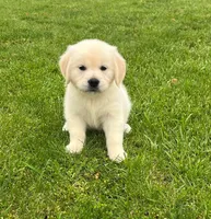 Tessa x Bear Purple Collar, a female Golden Retriever for sale in Altamont, IL – 2 of 10