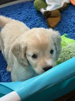 Green Collar , a male Golden Cocker Retriever for sale in Altamont, IL – 8 of 10
