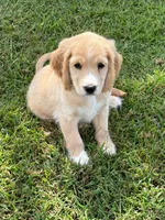 Gray Collar , a male Golden Cocker Retriever for sale in Altamont, IL – 5 of 10