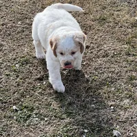 White w/golden spots, a female Golden Cocker Retriever for sale in Altamont, IL – Photo 7 of 10
