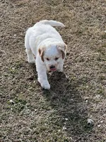 White w/golden spots, a female Golden Cocker Retriever for sale in Altamont, IL – Photo 7 of 10