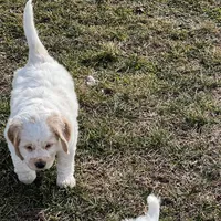 White w/golden spots, a female Golden Cocker Retriever for sale in Altamont, IL – Photo 9 of 10