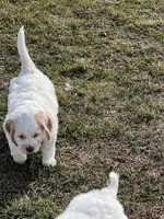 White w/golden spots, a female Golden Cocker Retriever for sale in Altamont, IL – Photo 9 of 10