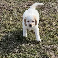 White w/golden spots, a female Golden Cocker Retriever for sale in Altamont, IL – Photo 5 of 10