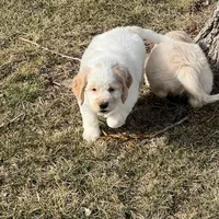 White w/golden spots, a female Golden Cocker Retriever for sale in Altamont, IL – Photo 6 of 10