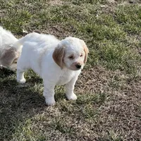White w/golden spots, a female Golden Cocker Retriever for sale in Altamont, IL – Photo 2 of 10