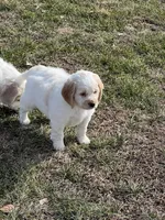 White w/golden spots, a female Golden Cocker Retriever for sale in Altamont, IL – Photo 2 of 10