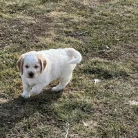 White w/golden spots, a female Golden Cocker Retriever for sale in Altamont, IL – Photo 8 of 10