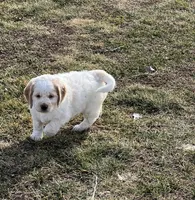 White w/golden spots, a female Golden Cocker Retriever for sale in Altamont, IL – Photo 8 of 10